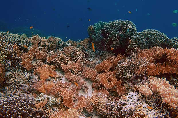 Sumilon Island Korallen
